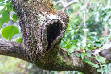 Fototapeta premium Tree branch with green moss