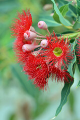 Red flowering gum tree blossoms, Corymbia ficifolia Wildfire variety, Family Myrtaceae. Endemic to Stirling Ranges near Albany in on south west coast of Western Australia.