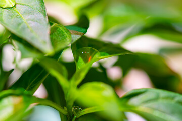 Drop of water on a leaf