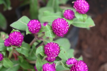Fototapeta premium Flower closeups