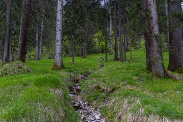 Dry creek in mountain forest