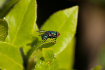 Mouche au reflets métalliques