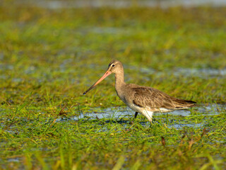 The black-tailed godwit (Limosa limosa) feeding on a meadow