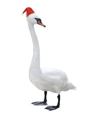 swan in santa claus hat isolated on white background