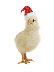 chicken in santa claus hat isolated on white background