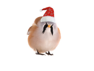 male beraded tit in santa claus hat isolated on white background