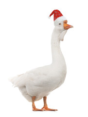 white large  goose isolated on white background