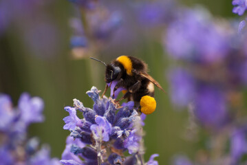 Butineuse et haut des lavande