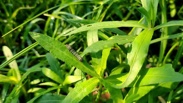 Spodoptera litura, otherwise known as the tobacco cutworm or cotton leafworm, is a nocturnal moth in the family Noctuidae.