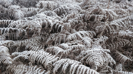Frozen hoarfrost covered fern in the woods, winter natural background

