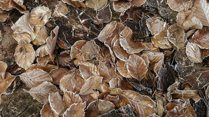 brown hoarfrost covered leaves on the ground, transition autumn to winter, cold temperatures, natural background

