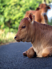 Calf sitting on road with blurry background