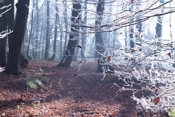 misty autumn forest covered with morning ripe