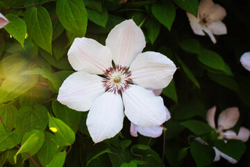 White clematis growing in garden