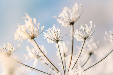 Frozen flower close up in bright sky Nature seasonal details