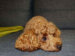 miniature poodle staring at you attentively 