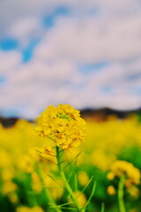 Obraz premium 早春の鴨川に訪れた花の便り