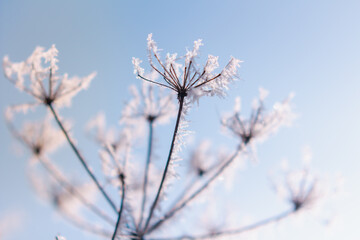 Frozen flower close up in bright sky Nature seasonal details