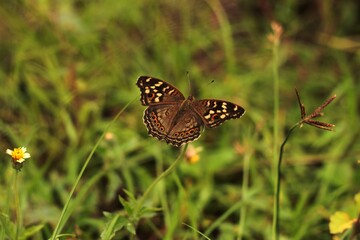 butterfly on a flower