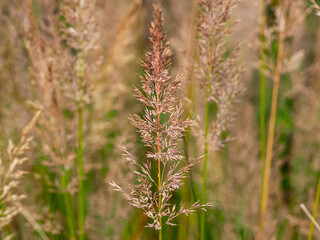 Seed heads of Korean feather reed grass, Calamagrostis brachytricha, in a garden