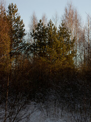 Winter evening. Peazage. In the woods.