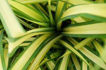 Obraz premium Backgrounds Textures Yellow leaves in winter