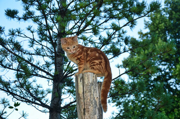 cat climbing, young cat on the trunk, brown cat on the log