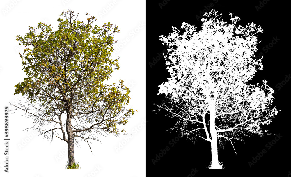 Fototapete isolated big tree on white background with clipping path