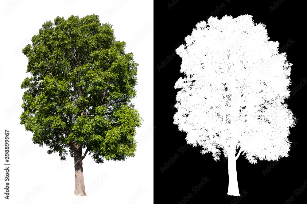 Poster isolated big tree on white background with clipping path
