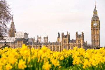 Big Ben and the Palace of Westminster with yellow flower foreground in London, England