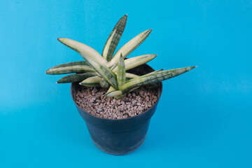 Sansevieria Boncel Varigata