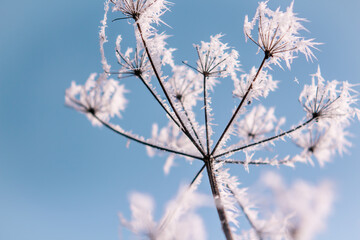 Frozen flower close up in bright sky Nature seasonal details