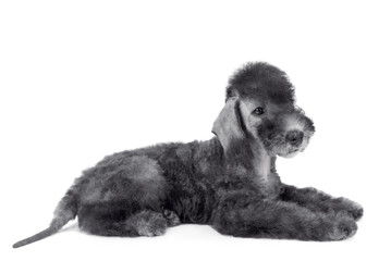 Cute Bedlington Terrier puppy lying in the studio over white