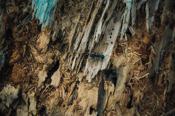 black ants running on rotten tree