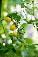 Yellow and green organic tomatoes on green branch, urban gardening