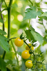 Yellow and green organic tomatoes on green branch, urban gardening