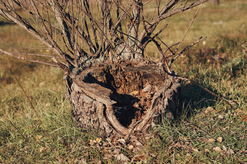 A stump of a felled tree with a large hole in the middle. New branches grow from the stump.
