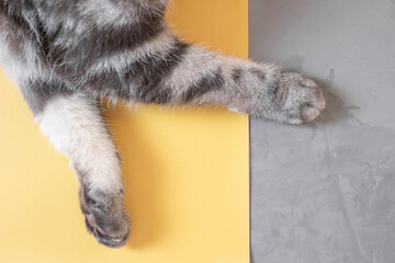 Gray cat paws on a yellow-gray background. Top view, copy space. Pet care concept. Trending colors.