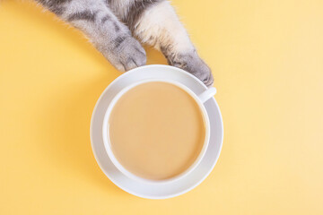 Gray cat paws and a cup of coffee with milk on a yellow background. Top view, copy space. Morning...