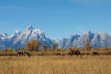 Scenic Landscape with Horses Grazing in the Tetons in Autumn