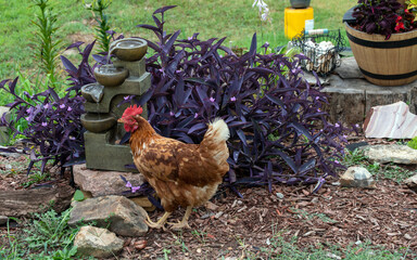 A red hen was caught in the act of sneaking a drink from the decorative water fountain in the Missouri flower garden. Bokeh effect.