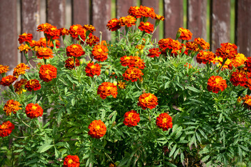 Obraz premium Red-orange flowers of marigolds in the garden in autumn.