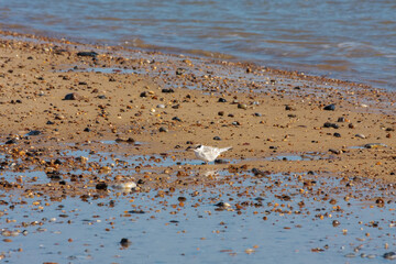 Little Tern juvenile (sternula albifrons)
