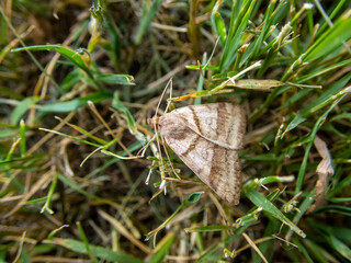 A macrophotograph of a clover looper moth with a defocused effect as the moth rests on green grass in Missouri.