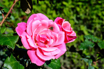 Close up on one delicate fresh vivid pink magenta rose and green leaves in a garden in a sunny summer day, beautiful outdoor floral background photographed with soft focus.