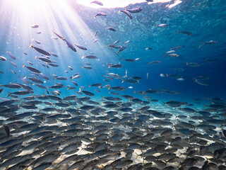 Fototapeta na wymiar Bait ball, school of fish in shallow water of coral reef in Caribbean Sea, Curacao and view to surface and sunbeams