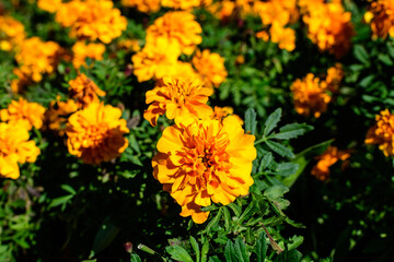 Large group of orange tagetes or African marigold flowers in a a garden in a sunny summer garden, textured floral background photographed with soft focus.