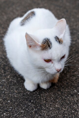 When I went to the temple, there was a friendly cat there.
