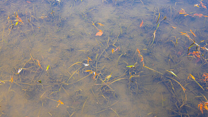 reeds in the water