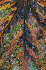 Texture, veins and colors of dead leaf close-up